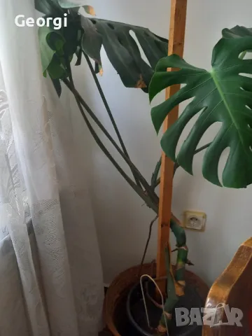 Цвете Филодендрон голямо , снимка 2 - Стайни растения - 50352892