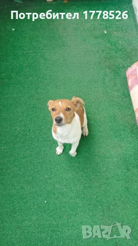 Джак Ръсел Териер