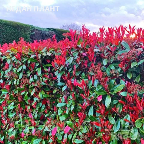 Фотиния "Ред Робин"