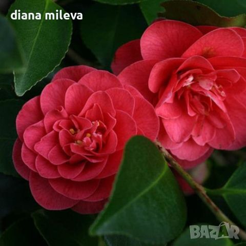 Camellia japonica 'Lady Campbell', снимка 2 - Градински цветя и растения - 45439710