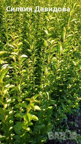 Лигуструм 0.30е гол корен за жив плет, снимка 10 - Градински цветя и растения - 53691559