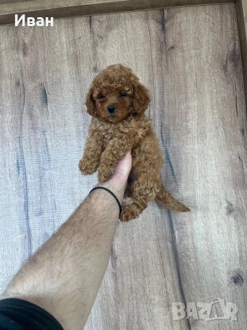 Той пудел, снимка 2 - Пудели - 53904935