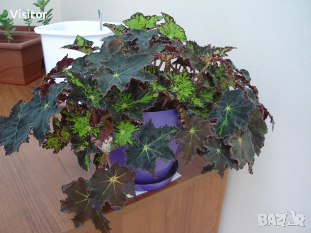 фотоапарат Sony Cyber-shot DSC-S40, снимка 15 - Фотоапарати - 51769173