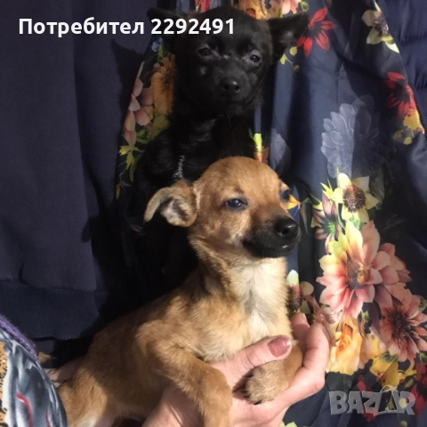 Мини Пинчери 