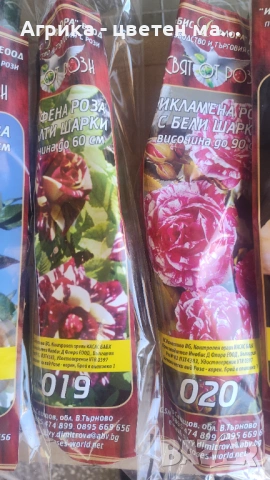 РОЗИ корени НОВО ЗАРЕЖДАНЕ от лицензиран разсадник , снимка 8 - Градински цветя и растения - 42675882