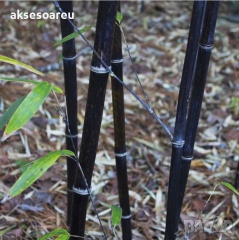 100 бр. бамбукови семена - Phyllostachys nigra - Издръжлив рядък вид вечнозелен черен бамбук, снимка 9 - Сортови семена и луковици - 46470712