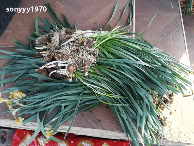 НАРЦИСИ-ГРЪМ ОТ 25БР ЗА 25ЛВ 1004251505, снимка 2 - Градински цветя и растения - 49846195