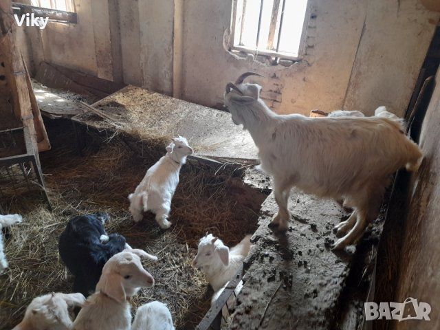 натурално козе мляко, снимка 4 - Кози - 45224454