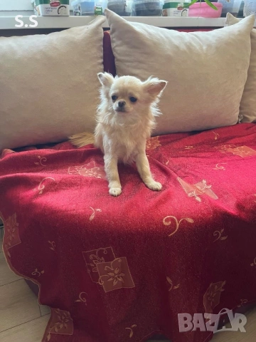 Мини мъжко чихуахуа