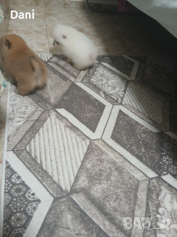 Mini Pomeran, снимка 10 - Померан - 53661268