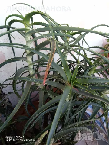 ЖЪЛТА КЛИВИЯ, АЛОЕ ARBORESCENS И АЛОЕ BARBADENSIS., снимка 12 - Стайни растения - 49868477