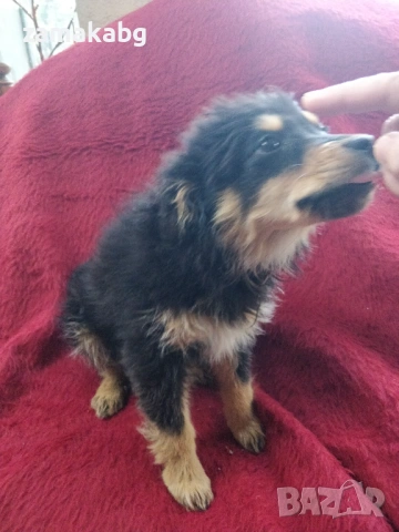 Малка безпомощна сладка душица, спасена от улицата и търси дом, снимка 5 - Други - 54095639