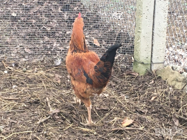 млад петел, снимка 2 - Кокошки и пуйки - 52975150