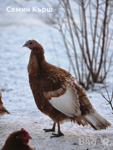 Ред бърбън Чифт , снимка 2 - Кокошки и пуйки - 54151949