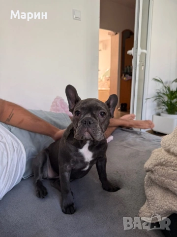 Продавам женски френски булдог син, снимка 2 - Френски булдог - 53234003