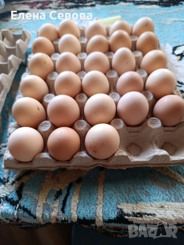 Яйца за люпене от светъл съсекс , снимка 3 - Кокошки и пуйки - 52389031