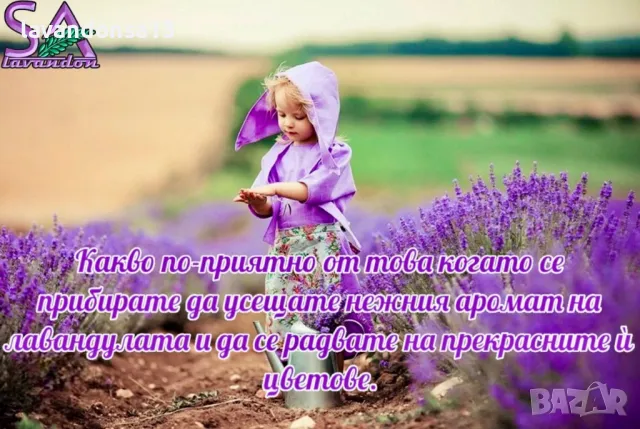 Лавандула в саксии-сортове, снимка 10 - Градински цветя и растения - 47333197