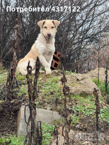 Кучето Джак на късмета, снимка 8 - Други - 54193162