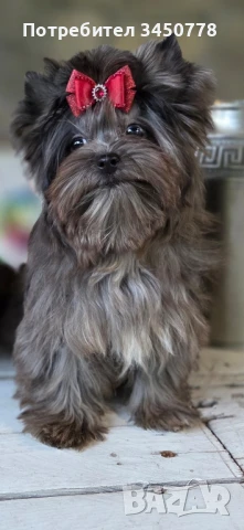 мини момиченце йоркшир, снимка 1