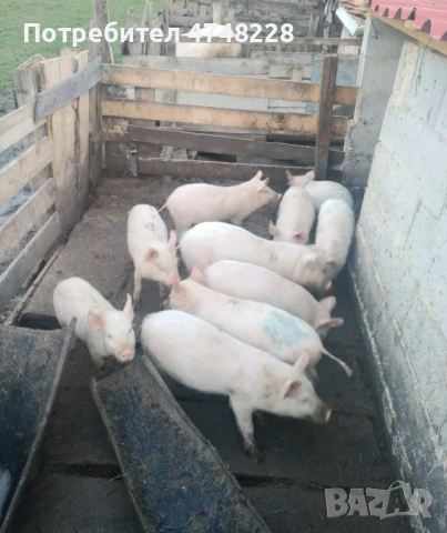 Продава се, снимка 3 - Прасета - 53707699