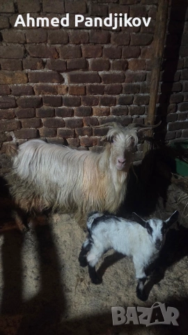 Продавам коза с мъжко яре