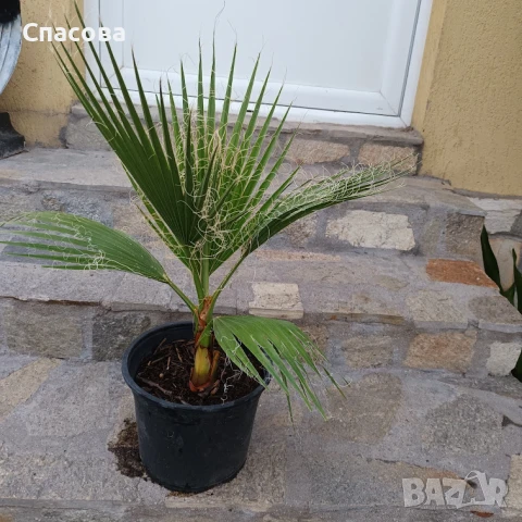 Палма Вашингтон - различни размери, снимка 2 - Стайни растения - 41190808