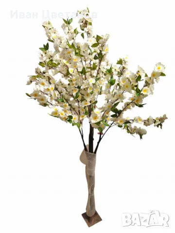 Декоративно дръвче, черешов цвят, 170см