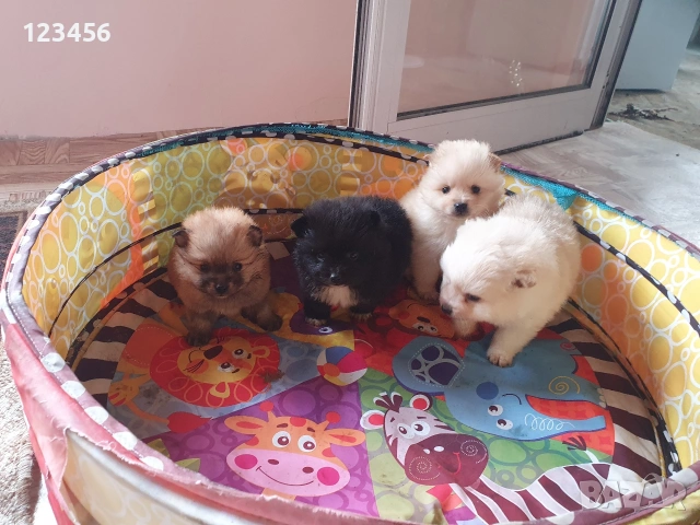 Померан шпиц 