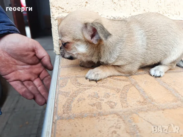 Чихуахуа на 60 дни момиче, снимка 4 - Чихуахуа - 48548123