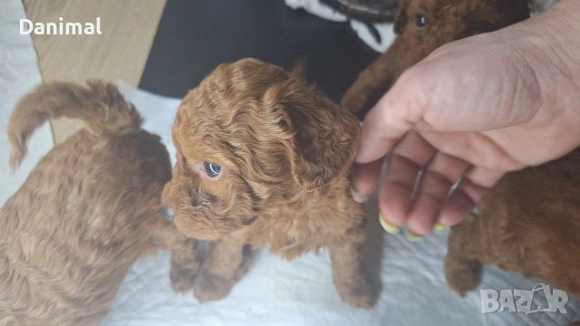 мини пуделчета / момчета и момичета, снимка 15 - Пудели - 53581267