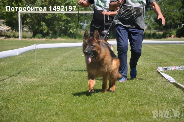 малки немски овчарки , снимка 2 - Немска овчарка - 50062180