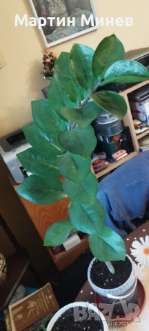 Замиокулкас замиофолия