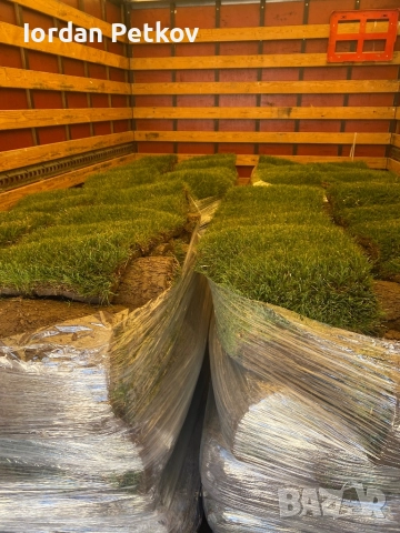 Тревен чим , снимка 14 - Градински цветя и растения - 51528828