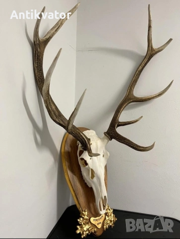 Трофей от Елен с дърворезбована поставка, лов и риболов