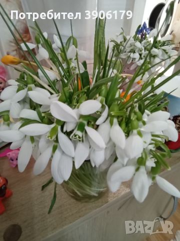 Лукувици кокичета, снимка 1 - Градински цветя и растения - 45248027