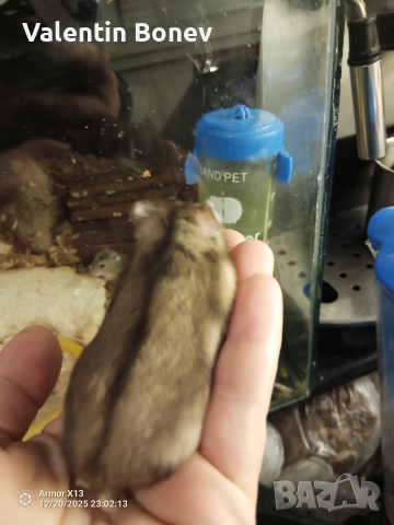 Мини хамстери, много игриви., снимка 2 - Хамстери - 52908012