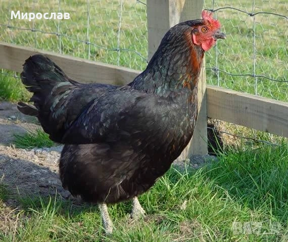 Търся човек да гледа нашите животни, снимка 4 - Надомна работа - 53269117