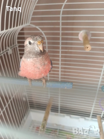 Буркова неофема , снимка 5 - Папагали - 53692104