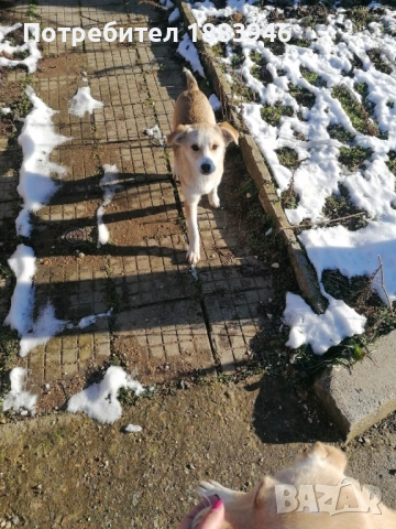 Подарявам кученца, снимка 10 - Други - 53578840