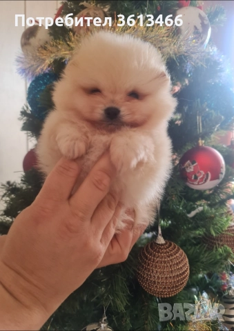 Мини мъжки померан , снимка 2 - Померан - 52935584
