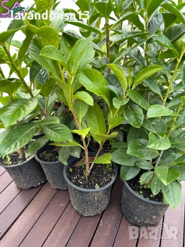 Лавровишна – Вечнозелен Храст за Жив Плет | В Контейнери, снимка 6 - Градински цветя и растения - 42641155