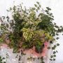 Градинска Винка Минор, снимка 1 - Градински цветя и растения - 45873305