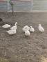 Гъски и патки, снимка 4