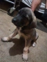 Продавам куче кане корсо, снимка 4