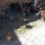Продавам пилета  кръстоска на един месец (на 30 дни) 4лв., снимка 3