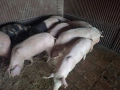 Свободни прасета , снимка 1