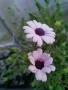 Остеоспермум (Osteospermum) , снимка 3