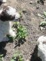 Кученца италиански лагото ромаьоло,две женски и две мъжки., снимка 10
