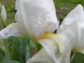 Перуника ,Ирис , снимка 1 - Градински цветя и растения - 45241298