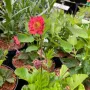 Geum 'Bohema Pink'Геум бохемско розово, снимка 2